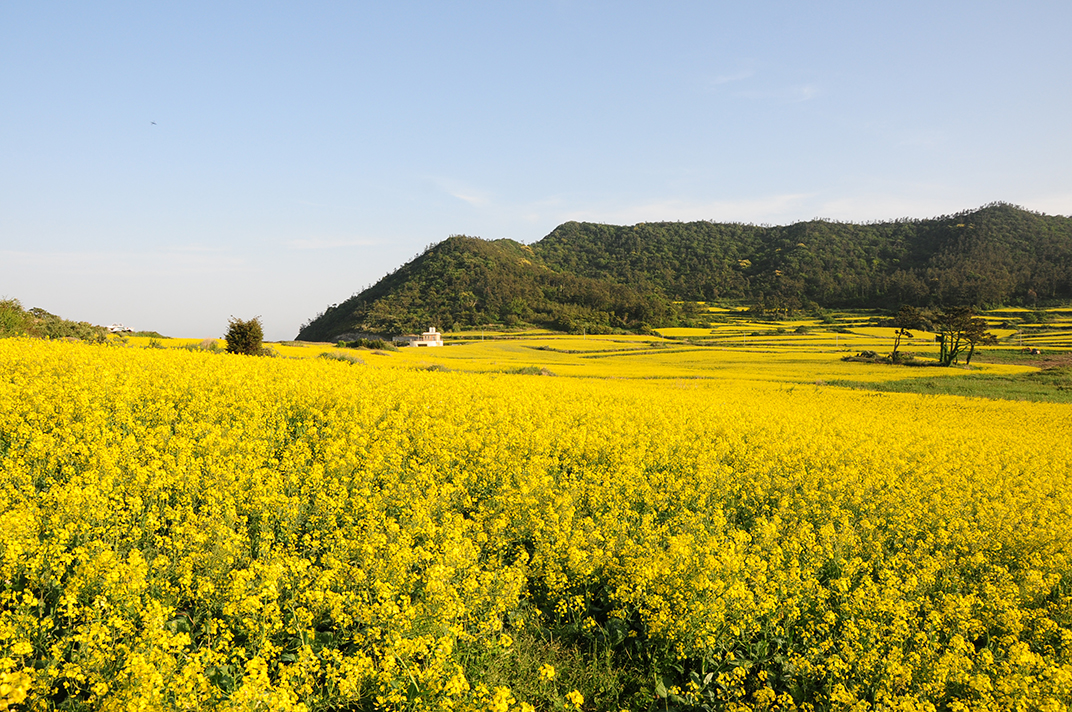 유채꽃 이미지