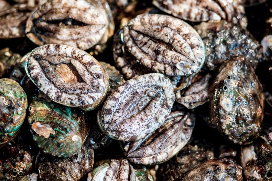 진도군전복협회, ‘학교급식 진도전복 먹는 날’ 운동 전개 이미지