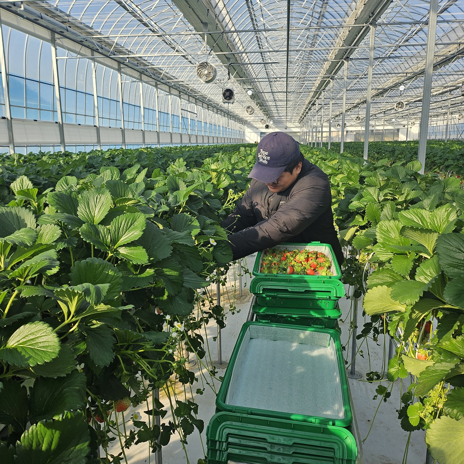 진도군, ‘청년농 경영실습 임대농장’ 딸기 수확 본격화 이미지