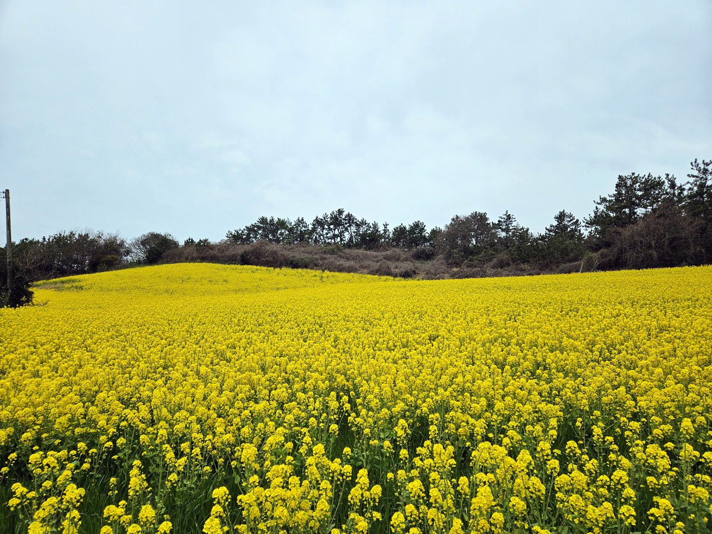 진도군, 제1회 보배섬 유채꽃 마을축제 개최(4-8-65) 2024.4.11. 첨부#1