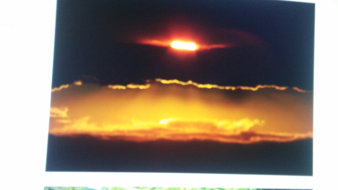 진도야생화 첨부#1