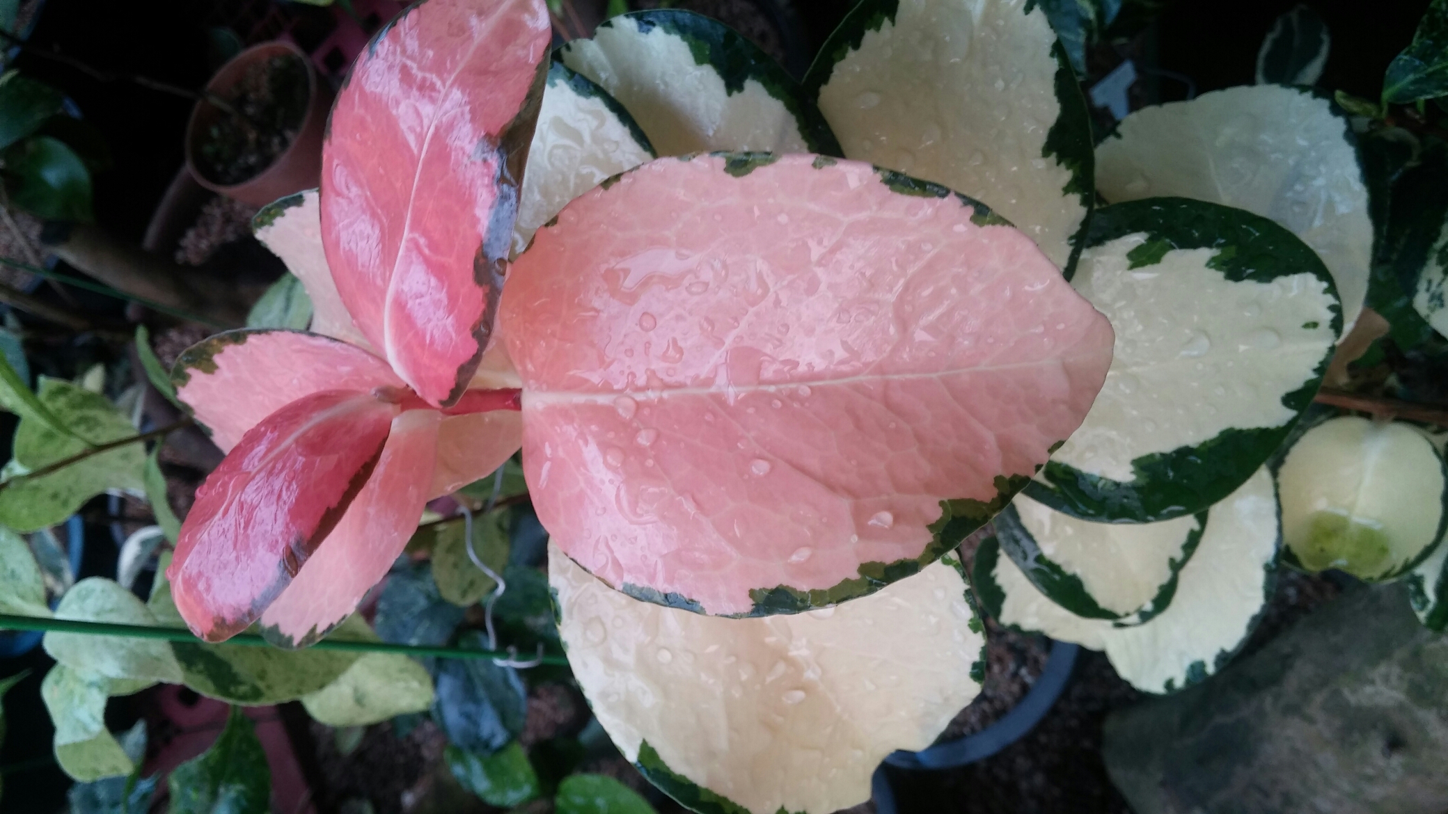 진도야생화 첨부#2