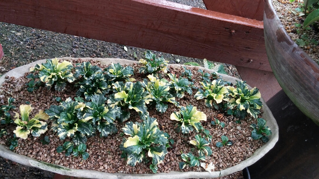 진도야생화 첨부#3