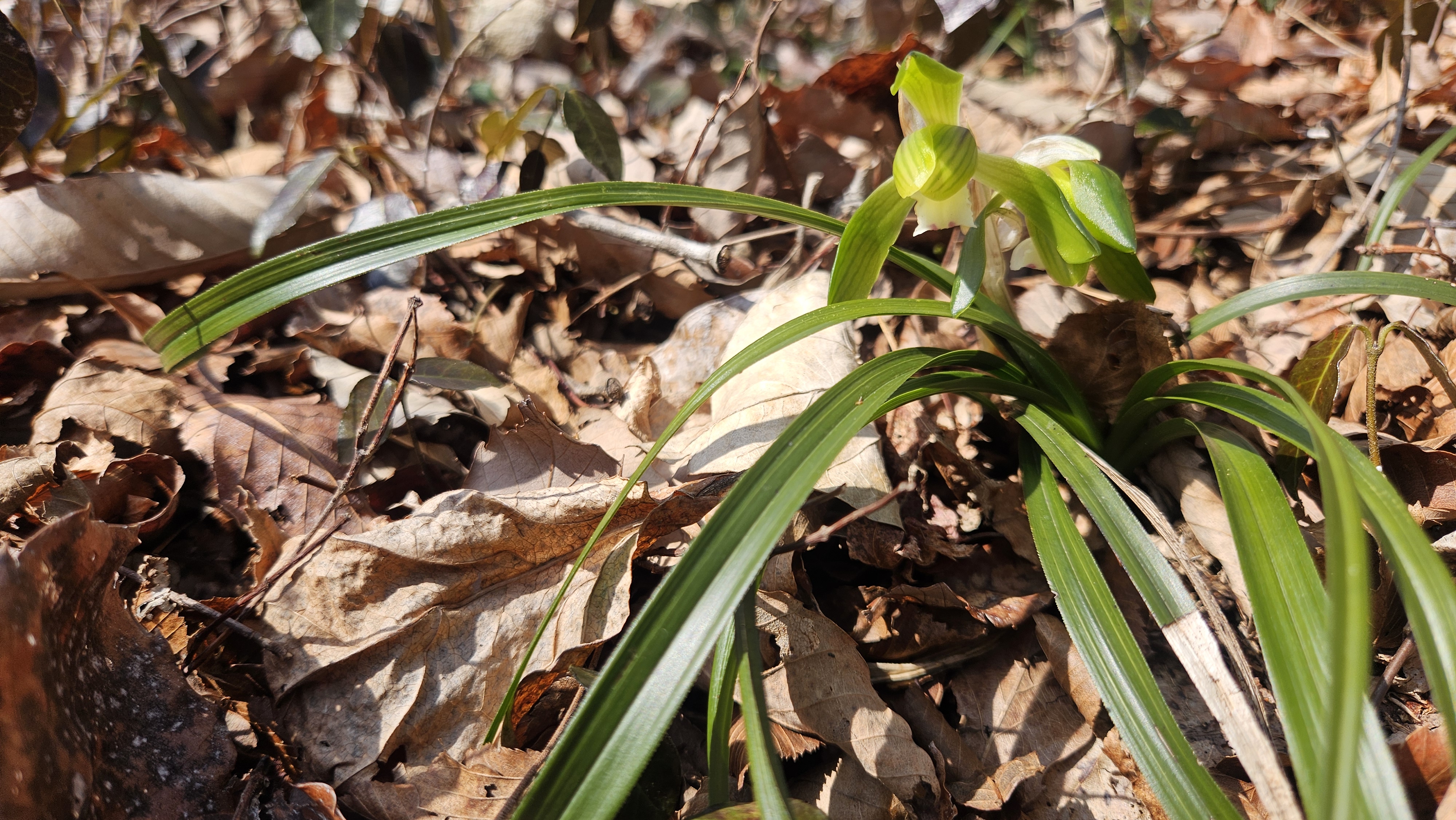 박지원 국회의원님의 100번째 금 귀 원래(매주 금요일 지역구 방문)을 진심으로 축하드리며 깊이 존경의 마음을 전합니다 첨부#2