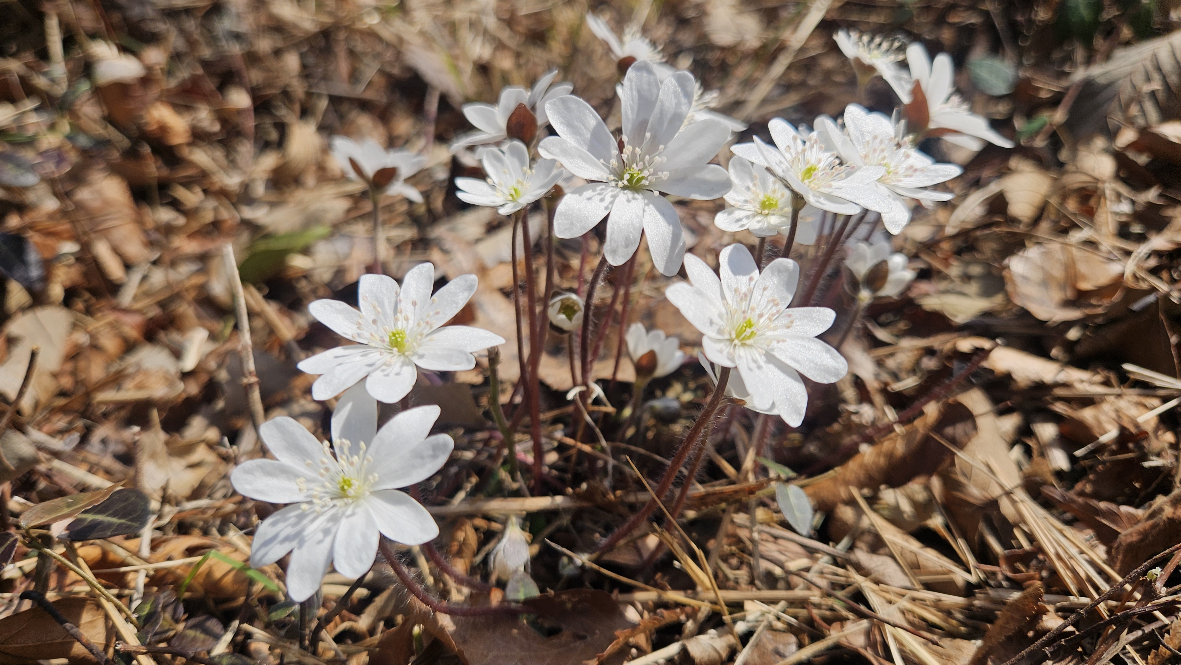 박지원 국회의원님의 100번째 금 귀 원래(매주 금요일 지역구 방문)을 진심으로 축하드리며 깊이 존경의 마음을 전합니다 첨부#3