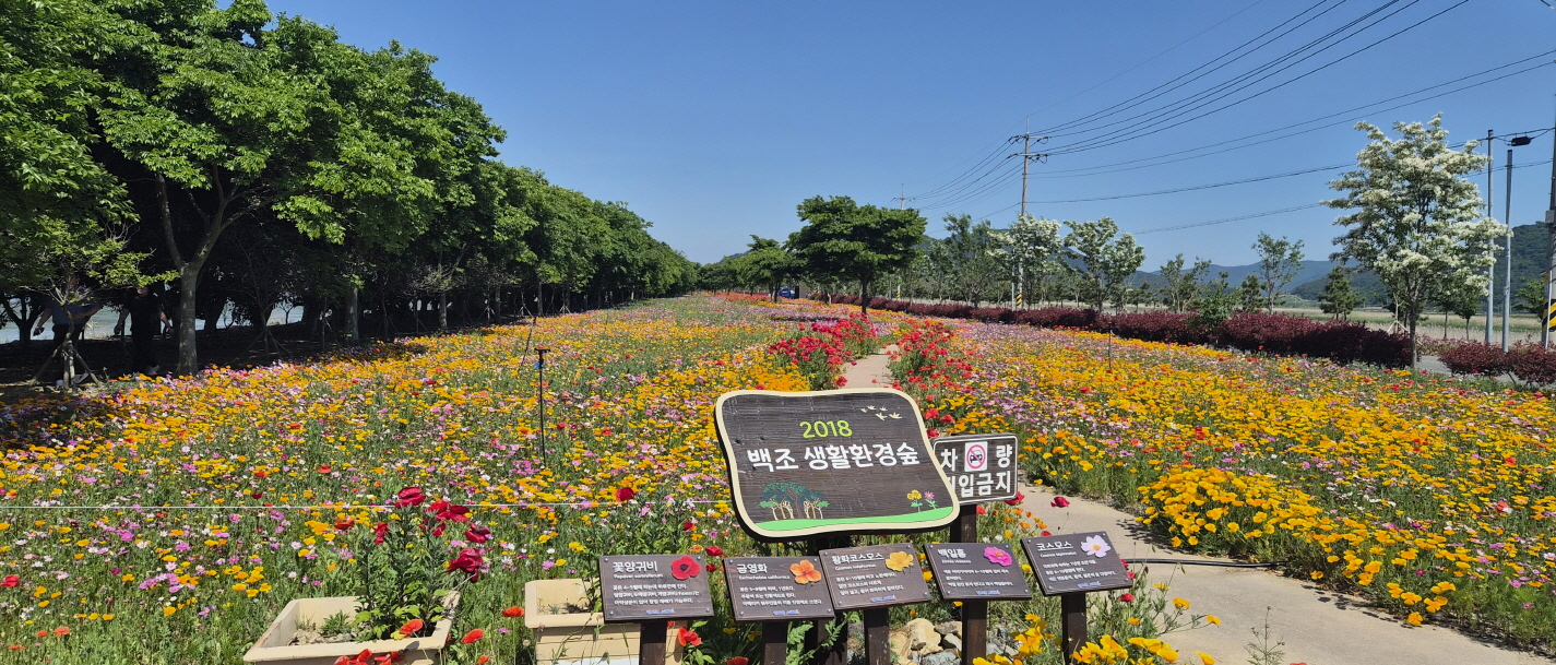 진도군, ‘백조호수공원 봄꽃 행사’ 개최 첨부#2
