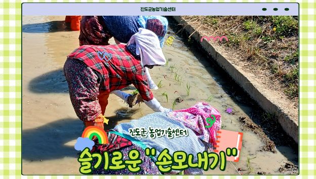 26년 식량작물 시험포 손모내기 현장 이미지