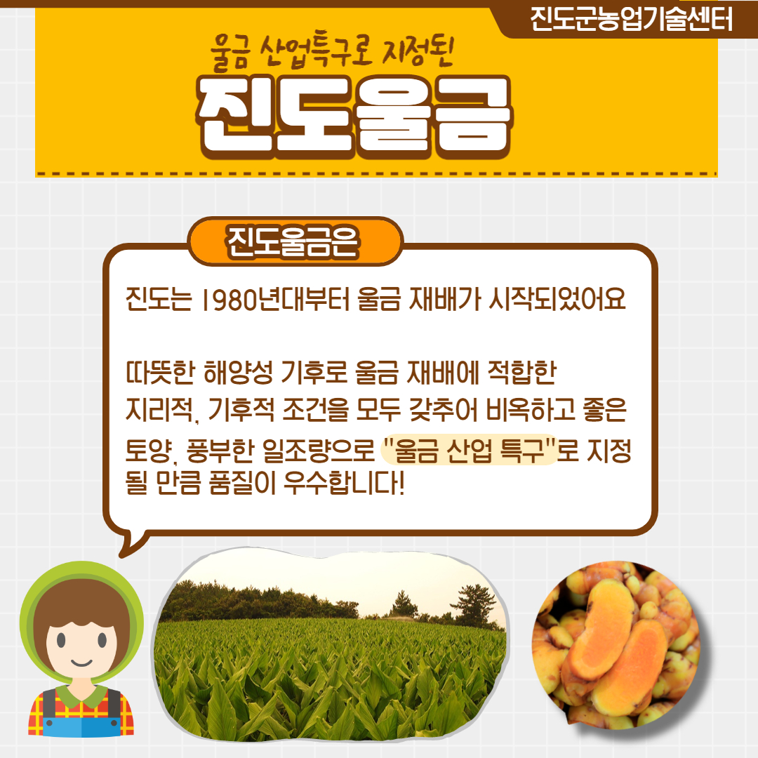 진도군농업기술센터 울금 산업특구로 지정된 진도울금 진도울금은 진도는 1980년대부터 울금 재배가 시작되었어요 따뜻한 해양성 기후로 울금 재배에 적합한 지리적, 기후적 조건을 모두 갖추어 비옥하고 좋은 토양, 풍부한 일조량으로 '울금 산업 특구'로 지정 될 만큼 품질이 우수합니다!