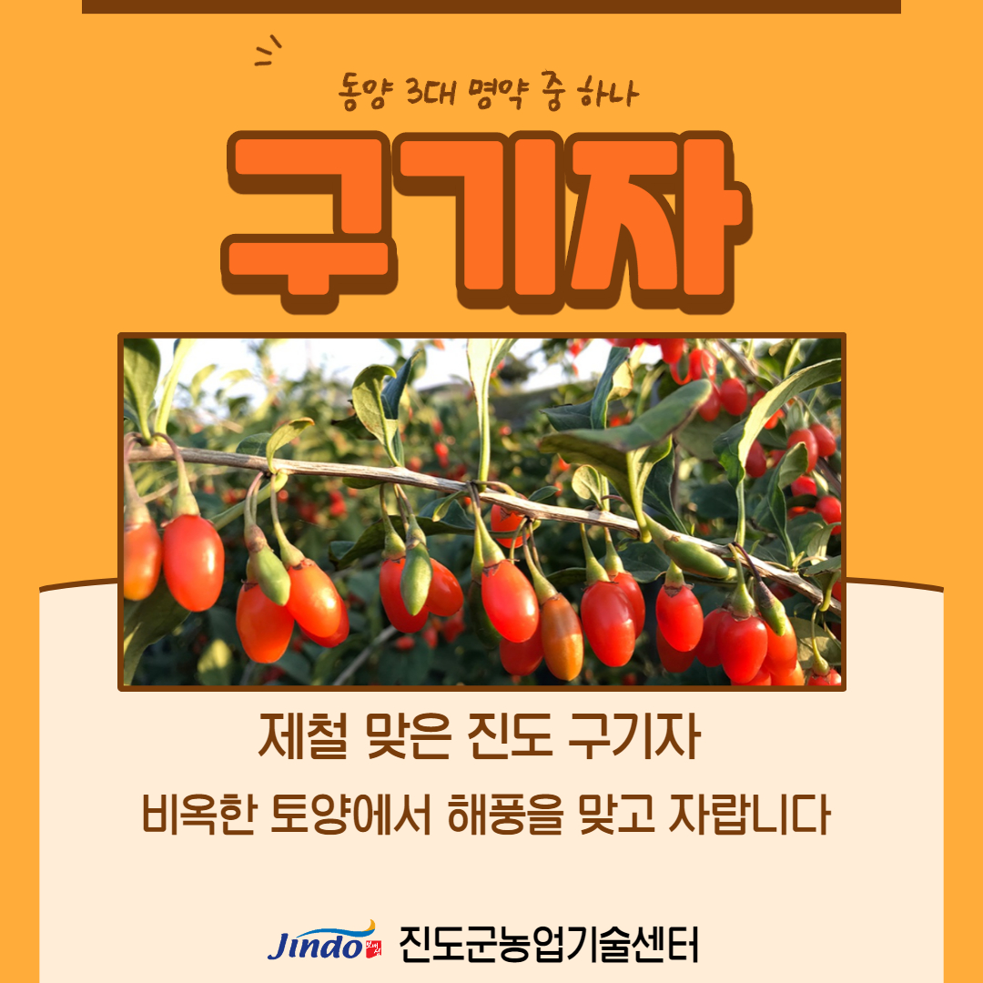 동양 3대 명약 중 하나 구기자 제철 맞은 진독 구기자 비옥한 토양에서 해풍을 맞고 자랍니다 Jindo 진도군농업기술센터