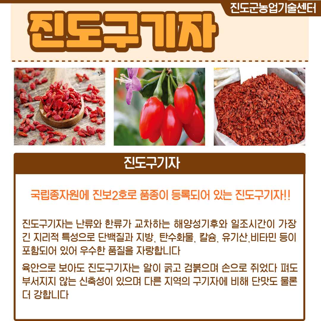 진도군농업기술센터 진도구기자 진도구기자 국립종자원에 진보2호로 품종이 등록되어 있는 진도구기자!! 진도구기자는 난류와 한류가 교차하는 해양성기후와 일조시간이 가장 긴 지리적 특성으로 단백질과 지방, 탄수화물, 칼슘, 유기산, 비타민 등이 포함되어 있어 우수한 품질을 자랑합니다 육안으로 보아도 진도구기자는 알이 굵고 검붉으며 손으로 쥐었다 펴도 부서지지 않는 신축성이 있으며 다른 지역의 구기자에 비해 단맛도 물론 더 강합니다