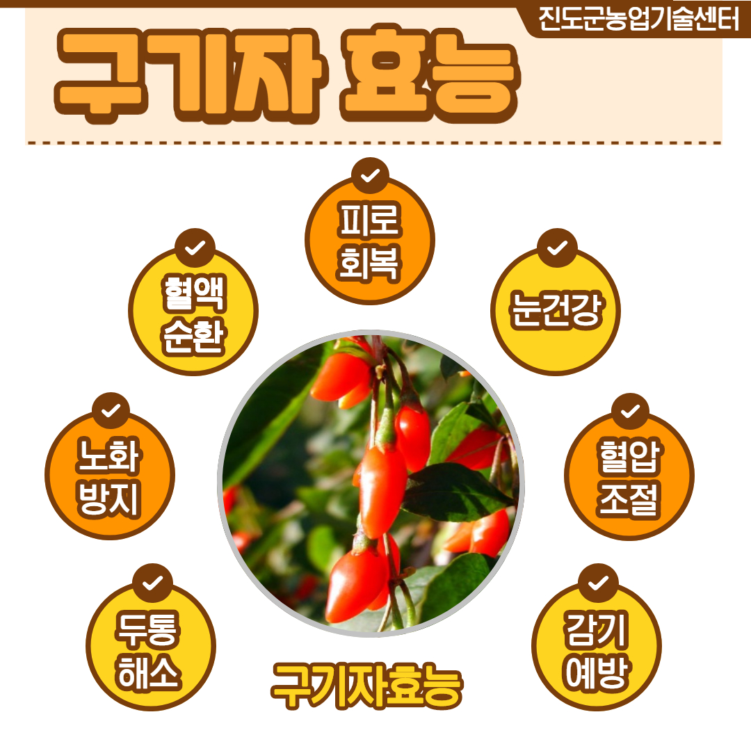 진도군농업기술센터 구기자 효능 피로회복 눈건강 혈압조절 감기예방 두통해소 노화방지 혈액순환 구기자 효능