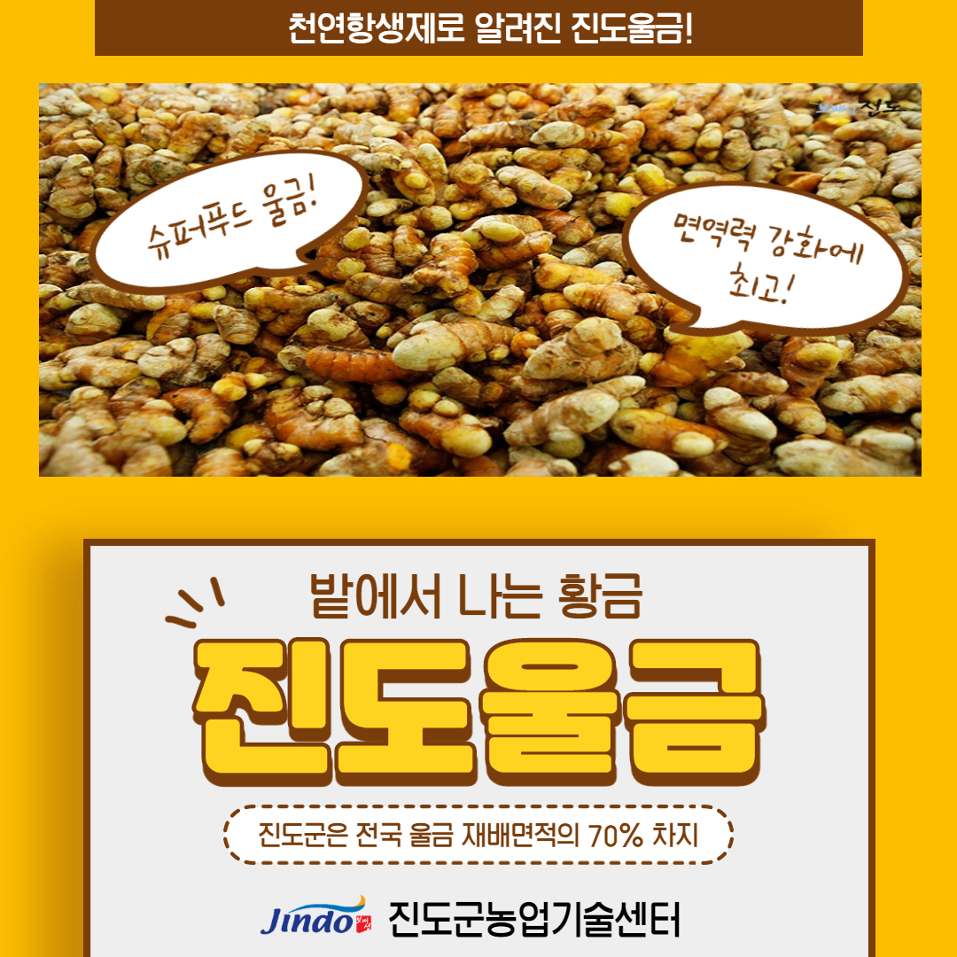 천연항생제로 알려진 진도울금! 슈퍼푸드 울금! 면역력 강화에 최고! 밭에서 나는 황금 진도울금 진도군은 전국 울금 재배면적의 70% 차지 Jindo 진도군농업기술센터