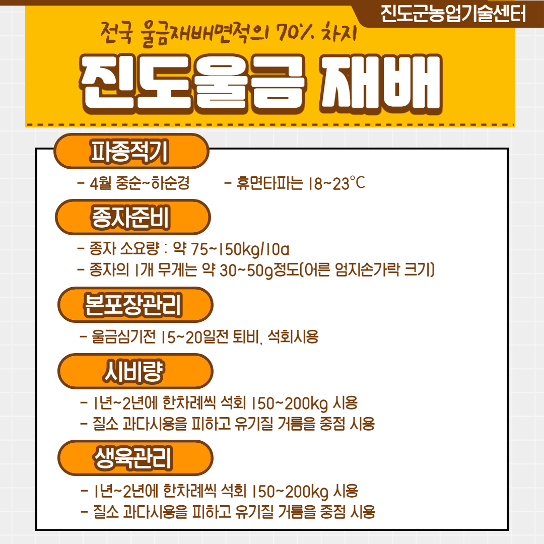 진도군농업기술센터 전국 울금 재배면적의 70% 차지 파종적기 - 4월 중순~하순경 - 휴면타파는 18~23°C 종자준비 - 종자 소요량 : 약 75~150kg/10a - 종자의 1개 무게는 약 30~50g 청도(어른 엄지손가락 크기) 본포장관리 - 울금심기전 15~20일전 토비, 석회시용 시비량 - 1년~2년에 한차례씩 석회 150~200kg 시용 - 질소 과다시용을 피하고 유기질 거름을 중점 시용 생육관리 - 1년~2년에 한차례씩 석회 150~200kg 시용 - 질소 과다시용을 피하고 유기질 거름을 중점 시용