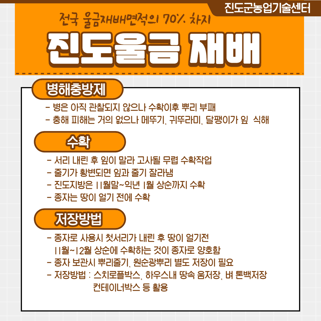 진도군농업기술센터 전국 울금재배면적의 70% 차지 진도울금 재배 병해충방제 - 병은 아직 관찰되지 않으나 수확이후 뿌리 부패 - 충해 피해는 거의 없으나 메뚜기, 귀뚜라미, 달팽이가 잎 식해 수학 - 서리 내린 후 잎이 말라 고사될 무렵 수확작업 - 줄기가 황변되면 잎과 줄기 잘라냄. - 진도지방은 1월말~ 익년 1월 상순까지 수확 - 종자는 땅이 얼기 전에 수확 저장방법 - 종자로 사용시 첫서리가 내린 후 땅이 얼기전 11월~12월 상순에 수확하는 것이 종자로 양호함 - 종자 보관시 뿌리줄기, 원순광뿌리 별도 저장이 필요 - 저장방법 : 스치로플박스, 하우스내 땅속 움저장, 벼 톤백저장 컨테이너박스 등 활용