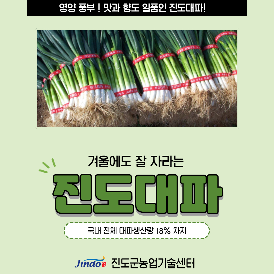 영양 풍부 ! 맛과 향도 일품인 진도대파! 겨울에도 잘 자라는 진도대파 국내 전체 대파생산량 18% 차지 Jindo 진도군농업기술센터
