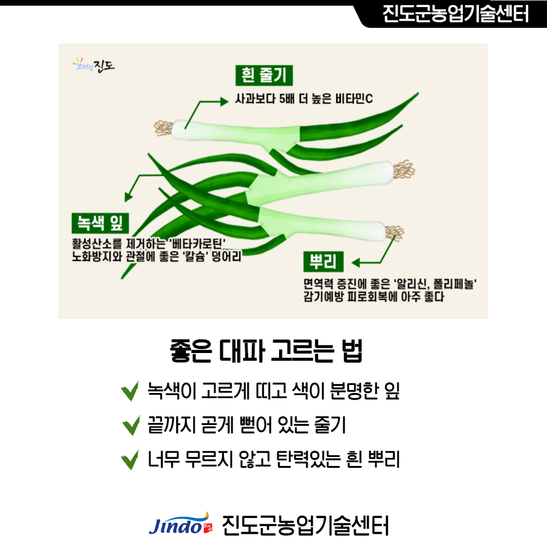 진도군농업기술센터 흰 줄기 사과보다 5배 더 높은 비타민C 녹색 잎 활성산소를 제거하는 '베타카로틴' 노화방지와 관절에 좋은 '칼슘'덩어리 뿌리 면역력 증진에 좋은 '알리산, 폴리페놀' 감기예방 피로회복에 아주 좋다 좋은 대파 고르는 법 녹색이 고르게 띠고 색이 분명한 잎 끝까지 곧게 뻗어 있는 줄기 너무 무르지 않고 탄력있는 흰 뿌리 Jindo 진도군농업기술센터