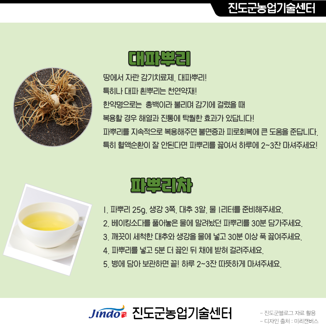 진도군농업기술센터 대파뿌리 땅에서 자란 감기치료제, 대파뿌리! 특히나 대파 흰뿌리는 천연약재! 한약명으로는 총백이라 불리며 감기에 걸렸을 때 복용할 경우 해열과 진통에 탁월한 효과가 있답니다! 파뿌리를 지속적으로 복용해주면 불면증과 피로회복에 큰 도움을 준답니다. 특히 핼액순환이 잘 안된다면 파뿌리를 끓여서 하루에 2~3잔 마셔주세요! 파뿌리차 1. 파뿌리 25g, 생각 3쪽, 대추 3알, 물 1리터를 준비해주세요. 2. 베이킹소다를 풀어놓은 물에 말려놨던 파뿌리를 30분 담가주세요. 3. 깨끗이 세척한 대추와 생각을 물에 넣고 30분 이상 푹 끓여주세요. 4. 파뿌리를 넣고 5분 더 끓인 뒤 채에 받혀 걸러주세요. 5. 병에 담아 보관하면 끝! 하루 2~3잔 따뜻하게 마셔주세요. Jindo 진도군농업기술센터 - 진도군블로그 자료 활용 - 디자인 출처 : 미리캔버스