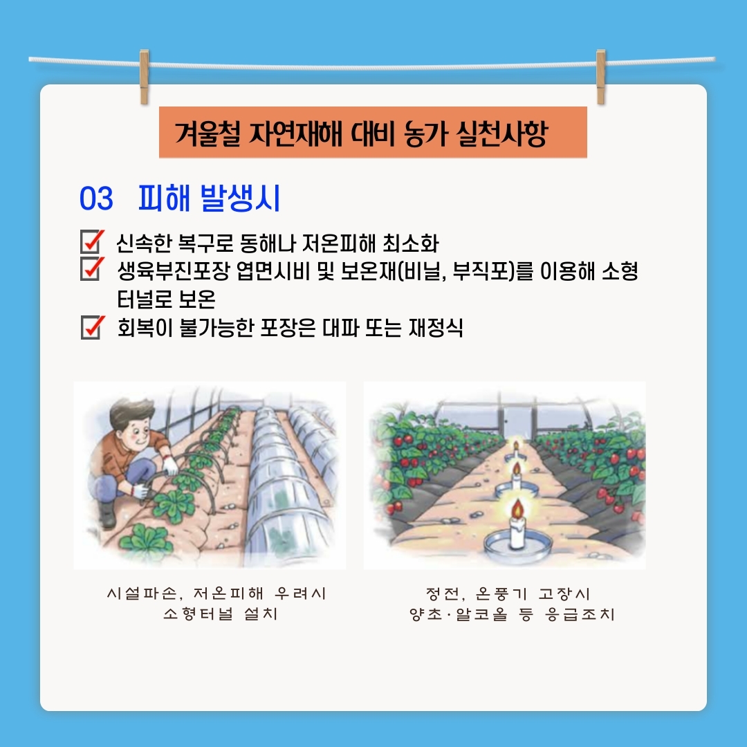겨울철 자연재해 대비 농가 실천사항 03 피해 발생시 저 신속한 복구로 동해나 저온피해 최소화 다 생육부진포장 엽면시비 및 보온재(비닐, 부직포)를 이용해 소형 터널로 보온 회복이 불가능한 포장은 대파 또는 재정식 시설 파손, 저온피해 우려시 소형 터널 설치 정전, 온풍기 고장시 양초 · 알코올 등 응급조치