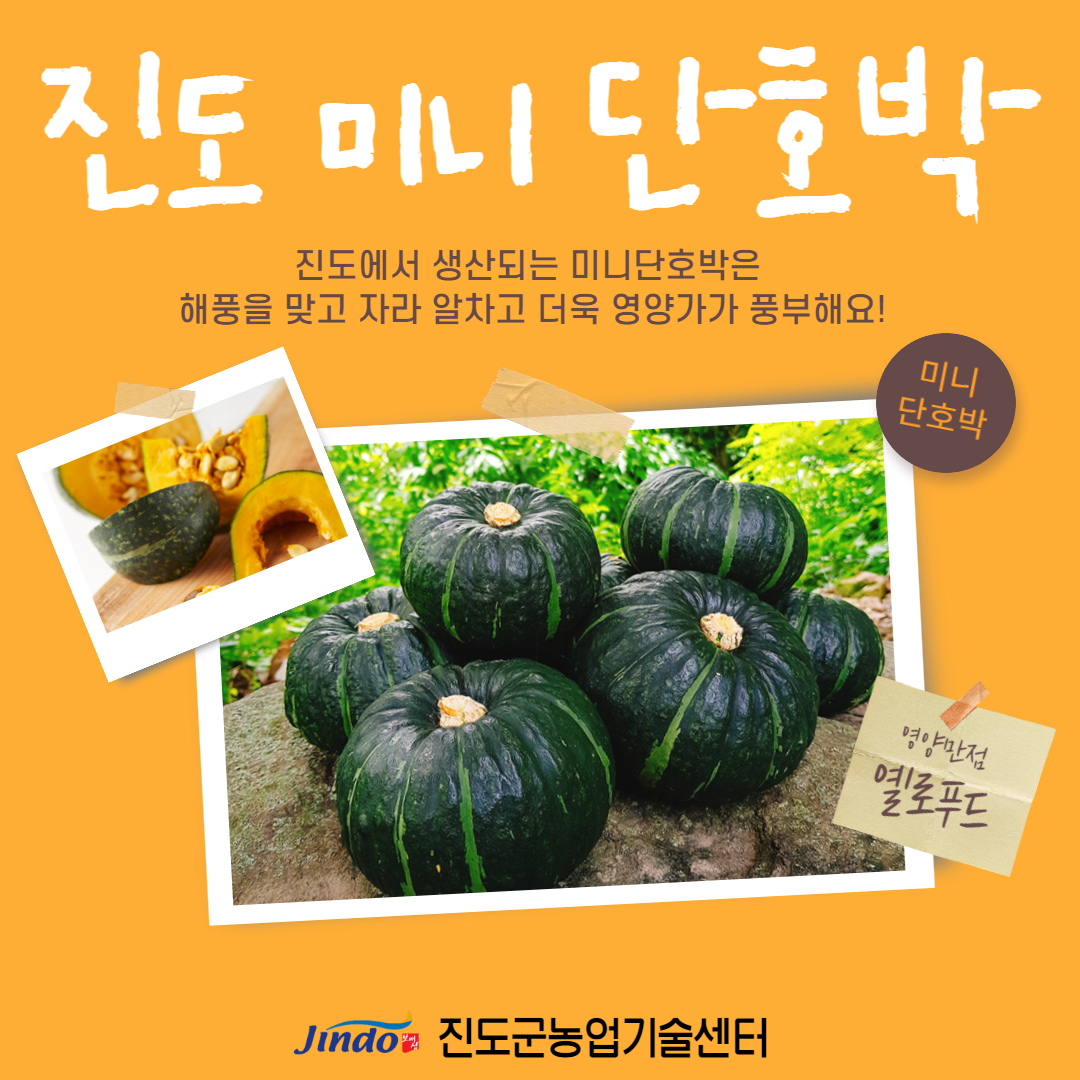 진도 미니 단호박 진도에서 생산되는 미니단호박은 해풍을 맞고 자라 알차고 더욱 영양가가 풍부해요! 미니단호박 영양만점 옐로푸드 Jindo 진도군농업기술센터