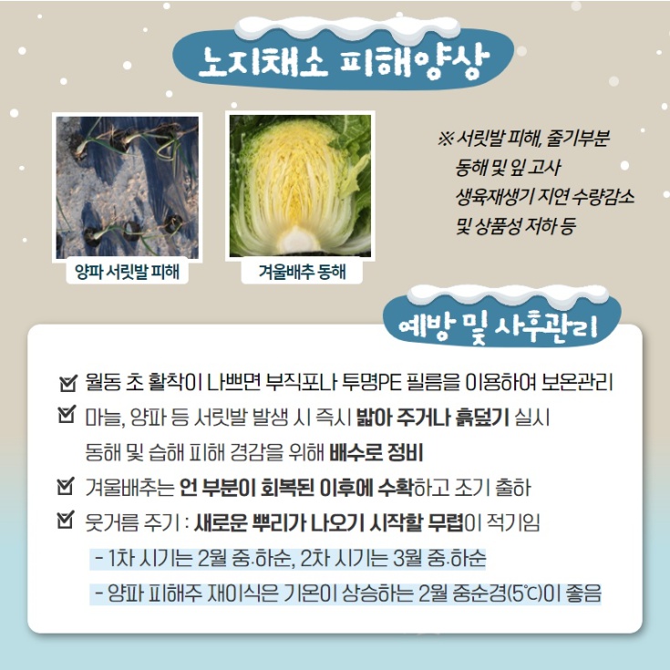 노지채소 피해양상 ※ 서릿발 피해, 줄기부분 동해 및잎고사 생육재생기 지연 수량감소 및 상품성 저하 등 양파 서릿발 피해 겨울배추 동해 예방 및 사후관리 월동 초 활착이 나쁘면 부직포나 투명PE 필름을 이용하여 보온관리 마늘, 양파 등 서릿발 발생 시 즉시 밟아 주거나 흙덮기 실시 동해 및 습해 피해 경감을 위해 배수로 정비 겨울배추는 언 부분이 회복된 이후에 수확하고 조기 출하 웃거름 주기 : 새로운 뿌리가 나오기 시작할 무렵이 적기임 - 1차 시기는 2월 중.하순, 2차 시기는 3월 중·하순 - 양파 피해주 재이식은 기온이 상승하는 2월 중순경(5°C)이 좋음