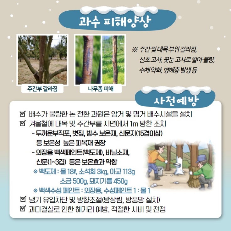 과수 피해양상 ※ 주간 및 대목 부위 갈라짐, 신초 고사, 꽃눈 고사로 발아불량, 수체 약화, 병해충 발생등 주간부 갈라짐 나무좀 피해 사전예방 배수가 불량한 논 전환 과원은 암거 및 명거 배수시설을 설치 이 겨울철에 대목 및 주간부를 지면에서 1m 방한 조치 - 두꺼운부직포, 볏짚, 방수 보온재, 신문지(150이상) 등 보온성 높은 피복재 권장 - 외장용 백색페인트(백도제), 비닐소재, 신문(1~3) 등은 보온효과 약함 ※ 백도제 : 물 182, 소석회 3kg, 아교 113g, 소금 500g, 돼지기름 450g ※ 백색수성 페인트 : 외장용, 수성페인트 1 : 물 11 회 냉기 유입차단 및 방향조절(방상림, 방풍망 설치) 과다결실로 인한 해거리 예방, 적절한 시비 및 전정
