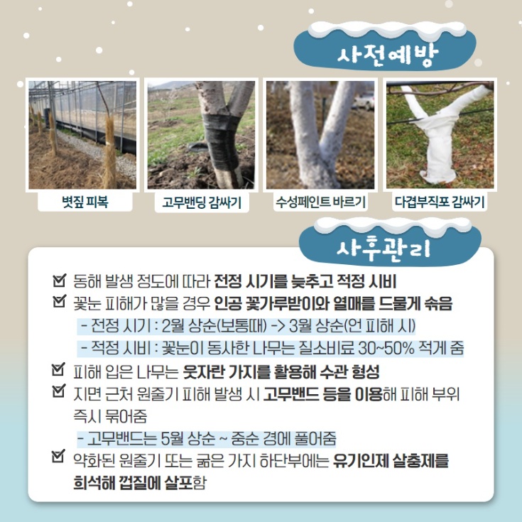 사전 예방 볏짚피복 고무밴딩 감싸기 수성페인트 바르기 다겹부직포 감싸기 사후관리 동해 발생 정도에 따라 전정 시기를 늦추고 적정 시비 회 꽃눈 피해가 많을 경우 인공 꽃가루받이와 열매를 드물게 솎음 - 전정 시기 : 2월 상순(보통) -> 3월 상순(언 피해 시) - 적정 시비 : 꽃눈이 동사한 나무는 질소비료 30~50% 적게 춤 피해 입은 나무는 웃자란 가지를 활용해 수관 형성 M 지면 근처 원줄기 피해 발생 시 고무밴드 등을 이용해 피해 부위 즉시 묶어줌 - 고무밴드는 5월 상순 ~ 중순 경에 풀어줌 과 약화된 원줄기 또는 굶은 가지 하단부에는 유기인제 살충제를 희석해 껍질에 살포함