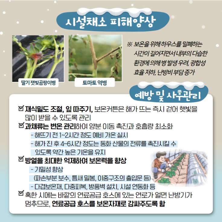 시설채소 피해양상 ※ 보온을 위해 하우스를 밀폐하는 시간이 길어지면서 내부의 다습한 환경에 의해병 발생 우려, 광합성 효율 저하, 난방비 부담 증가 딸기 잿빛곰팡이병 토마토 역병 예방 및 사후관리 재식밀도 조절, 잎 따주기, 보온커튼은 해가 뜨는 즉시 걷어 햇빛을 많이 받을 수 있도록 관리 과채류는 변온 관리하여 양분 이동 촉진과 호흡량 최소화 - 해뜨기 전 1~2시간 정도 예비 가온 실시 - 해가 진 후 4~6시간 정도는 동화 산물의 전류를 촉진시킬 수 있도록 약간 높은 기온을 유지 방열을 최대한 억제하여 보온력을 향상 - 기밀성 향상 (파손부분 보수, 틈새 밀봉, 이중구조의 출입문 등) - 다겹보온재, 다중피복, 방품벽 설치, 시설 연동화 등 혹한 시에는 바깥의 연료공급 호스에 있는 연로가 얼면 난방기가 멈추므로, 연료공급 호스를 보온자재로 감싸주도록 함