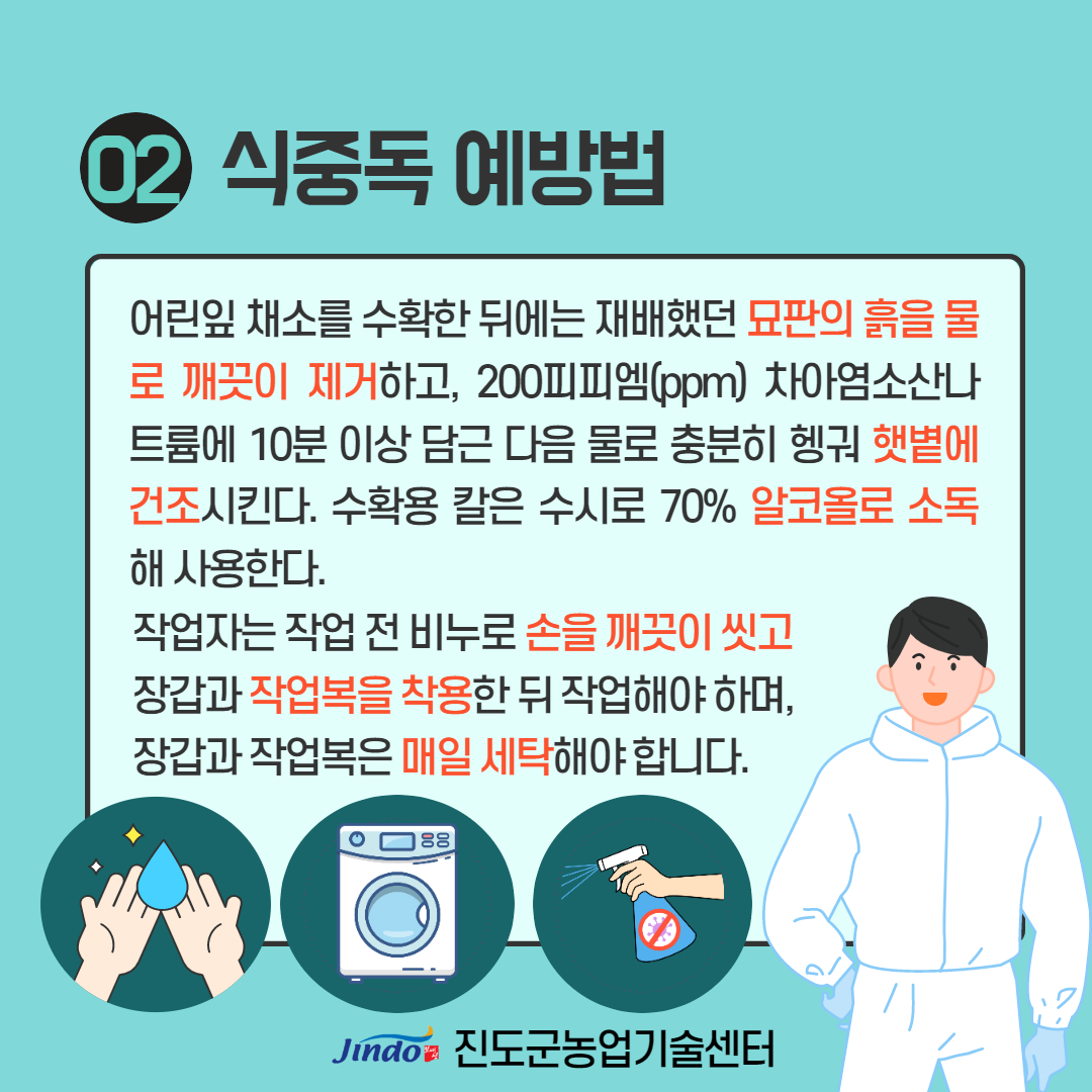 02 식중독 예방법 어린잎 채소를 수확한 뒤에는 재배했던 묘판의 흙을 물 로 깨끗이 제거하고, 200피피엠(ppm) 차아염소산나트륨에 10분 이상 담근 다음 물로 충분히 헹궈 햇볕에 건조시킨다. 수확용 칼은 수시로 70% 알코올로 소독 해 사용한다. 작업자는 작업 전 비누로 손을 깨끗이 씻고 장갑과 작업복을 착용한 뒤 작업해야 하며, 장갑과 작업복은 매일 세탁해야합니다. Jindo 진도군농업기술센터