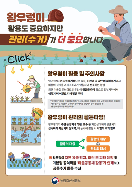 왕우렁이 활용도 중요하지만 관리(수거)가 더 중요합니다. CLICK