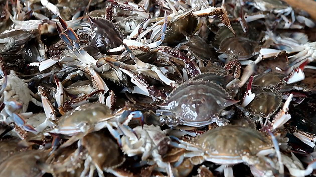 crab1.jpg
